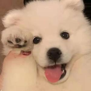 西村二一𠂇超肉弹
